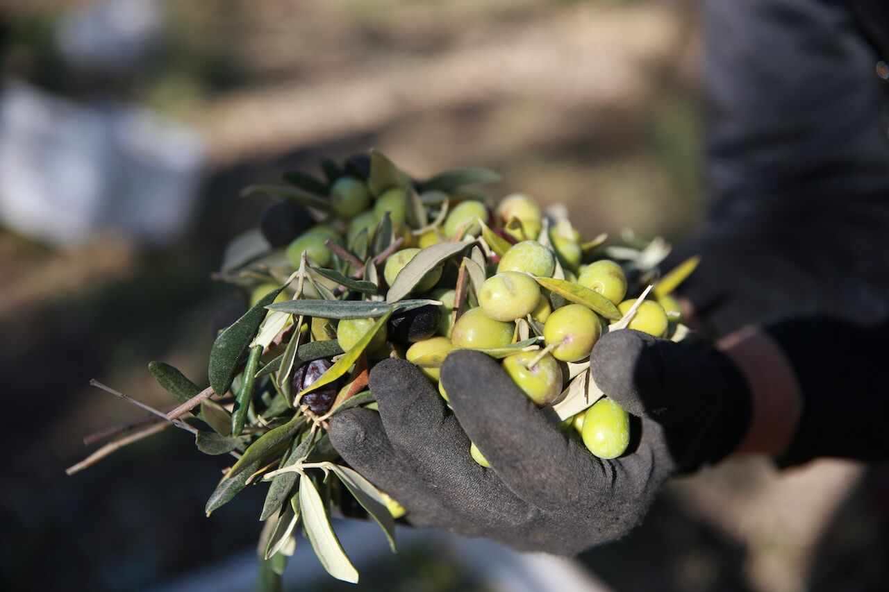 Zeytin Zeytinyagi