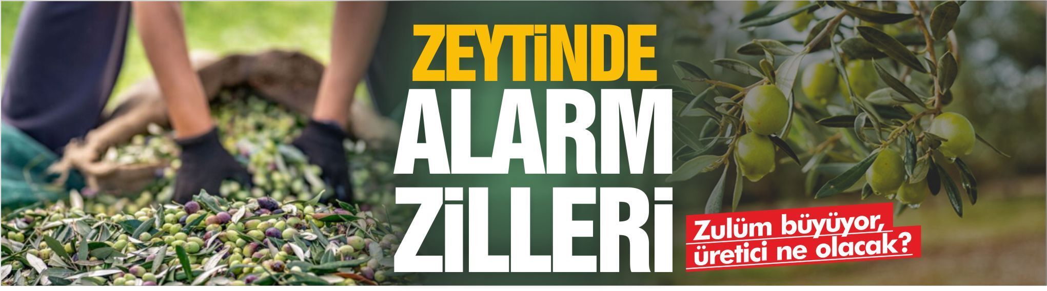 Zeytinde zulüm büyüyor…  Üretici ne olacak?