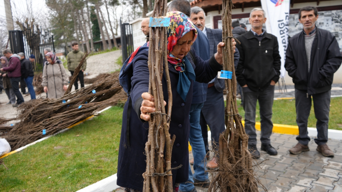 Sındırgı'da çiftçilere ceviz ve badem fidanı dağıtıldı