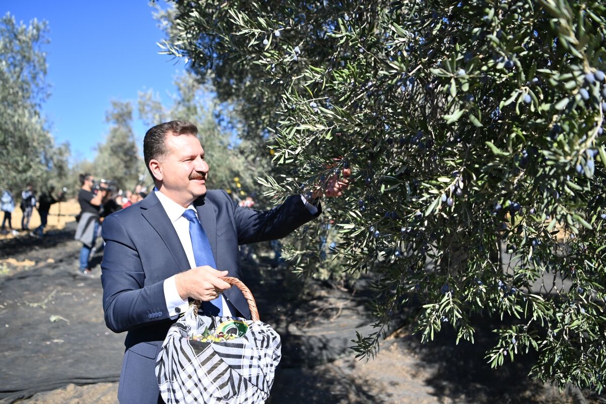 Büyükşehir'den zeytin ve incir üreticilerine büyük destek!