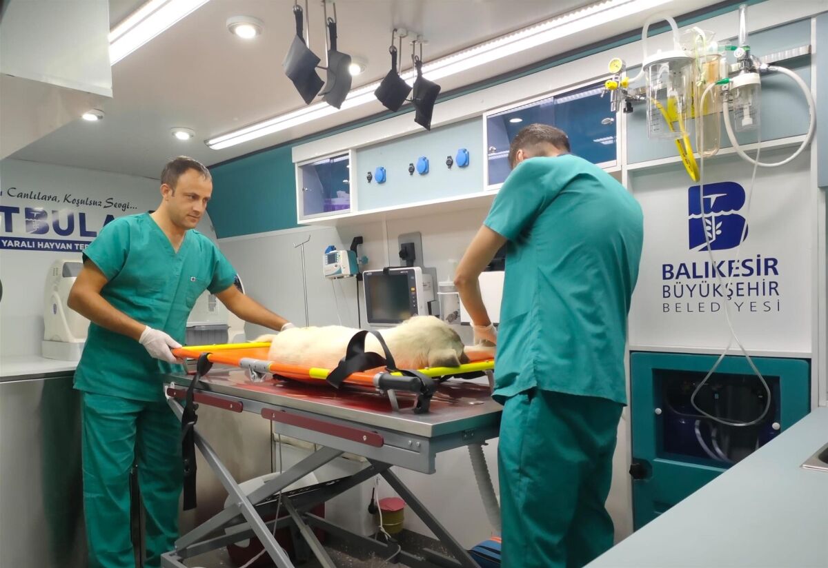 Balıkesir Büyükşehir Belediyesi, sokaktaki can dostlarına yönelik öncü hizmetleri ile dikkat çekiyor.