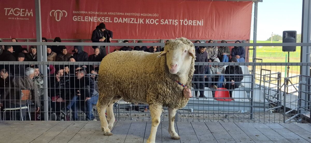 Bandırma'da Nefes Kesen Açık Artırma! Damızlık Koç Rekor Fiyata Satıldı!