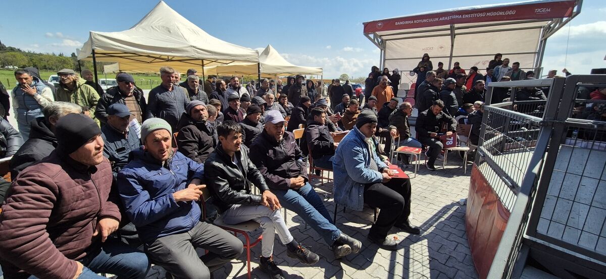 Bandırma'da Nefes Kesen Açık Artırma! Damızlık Koç Rekor Fiyata Satıldı!