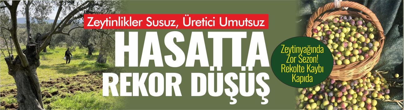 Zeytinde bu yıl rekolte azın da azı...