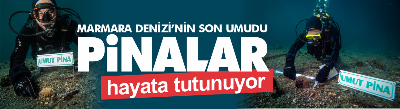 Marmara Denizi’nin Son Umudu... Pina Midyeleri Yeniden Hayata Tutunuyor