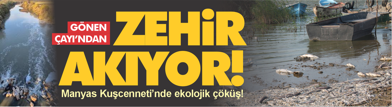 Gönen Çayı'ndan zehir akıyor... Manyas Kuşcenneti yok oluşun eşiğinde!