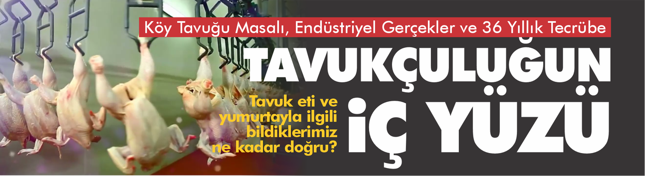 Köy Tavuğu Masalı, Endüstriyel Gerçekler ve 36 Yıllık Tecrübe: Tavukçuluğun İç Yüzü