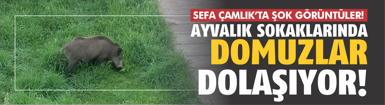 Ayvalık’ta korkutan görüntüler! Çamlık sokaklarında domuzlar dolaşıyor...