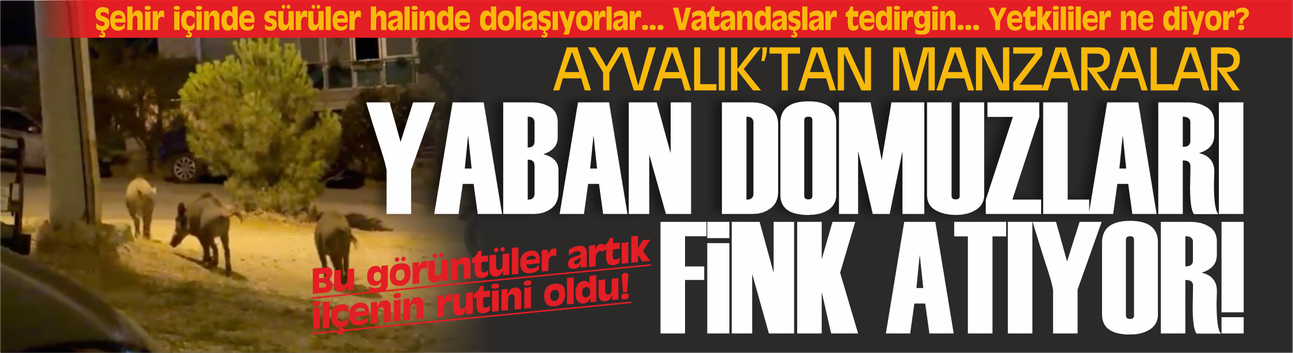 Ayvalık'ta yaban domuzu alarmı! Vatandaşlar tedirgin...